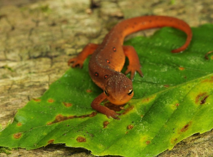 Red Eft